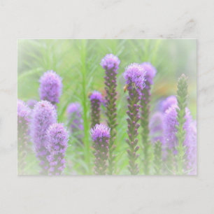 Paarse met een rijpingskop briefkaart