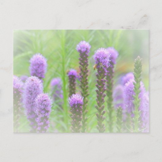 Paarse met een rijpingskop briefkaart (Voorkant)