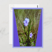 Paarse Mexicaanse Petunia Flowers Briefkaart (Voorkant / Achterkant)