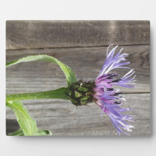 Paarse middag ~ 8x10 met esel fotoplaat