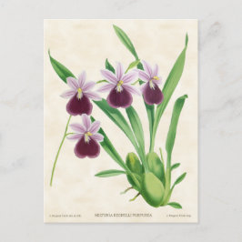 Paarse Miltonia Orchid  Botanisch Briefkaart