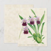Paarse Miltonia Orchid  Botanisch Briefkaart (Voorkant / Achterkant)