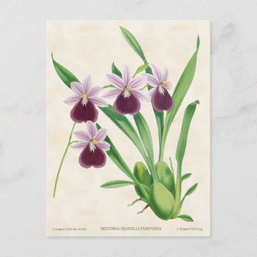 Paarse Miltonia Orchid  Botanisch Briefkaart (Voorkant)