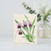 Paarse Miltonia Orchid  Botanisch Briefkaart (Staand voorkant)