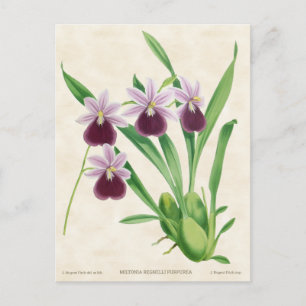 Paarse Miltonia Orchidee Vintage Botanisch Briefkaart
