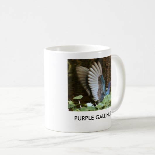 PAARSE MOK GALLINULE (Voorkant rechts)