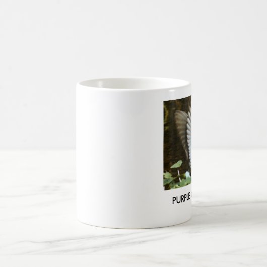 PAARSE MOK GALLINULE (Center)