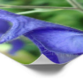 Paarse Monkshood Wildbloemen Poster (Hoek)