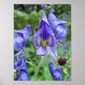 Paarse Monkshood Wildbloemen Poster (Voorkant)
