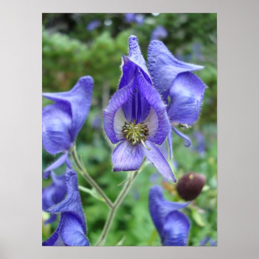 Paarse Monkshood Wildbloemen Poster (Voorkant)