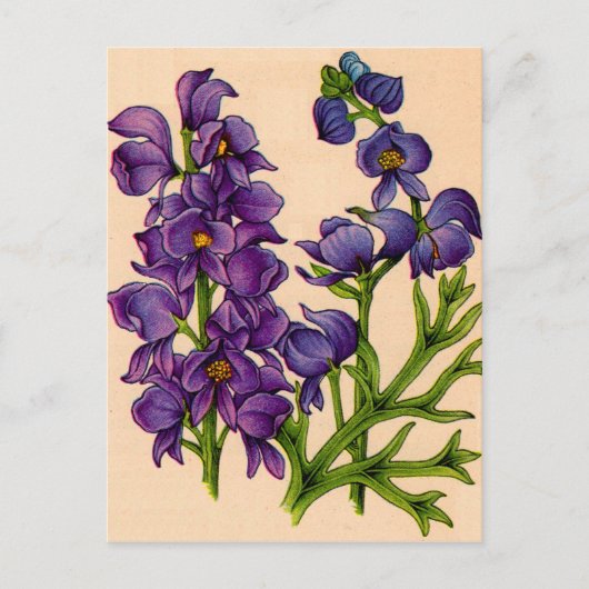 paarse monkshoods briefkaart (Voorkant)