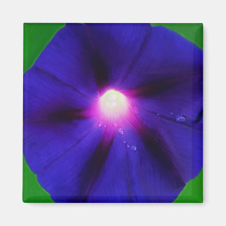 Paarse Morgen Glorie Bloem Magneet