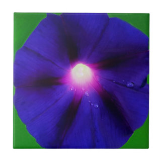 Paarse Morgen Glorie Bloem Tegeltje