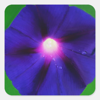 Paarse Morgen Glorie Bloem Vierkante Sticker