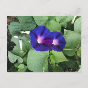 Paarse Morgenroos Bloemen Ansichtkaart Briefkaart