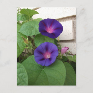 Paarse Morning Glories Klimcrème bakstenen muur Briefkaart