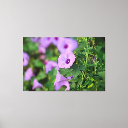 Paarse Morning Glory Canvas Afdruk (Voorkant)