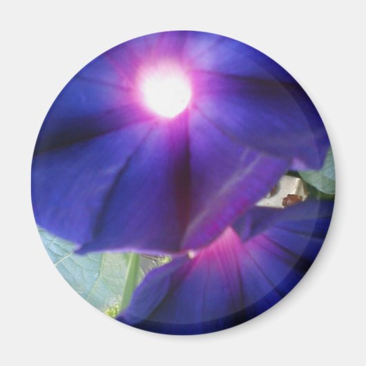 Paarse morning Glory Flower Magneet (Voorkant)
