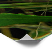 Paarse Morning Glory Flower Poster (Hoek)