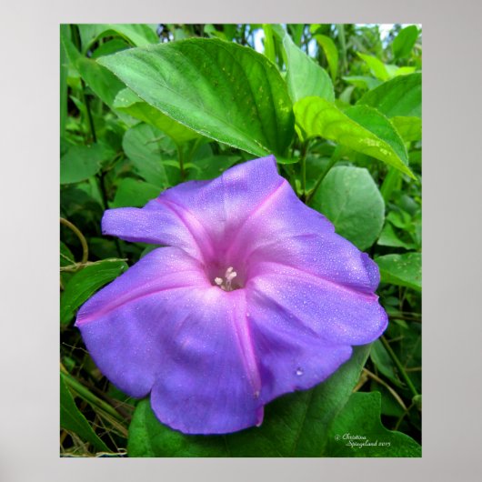 Paarse Morning Glory Flower Poster (Voorkant)