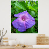 Paarse Morning Glory Flower Poster (Keuken)