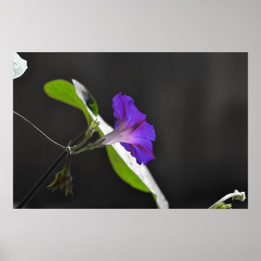 Paarse morning Glory Flower Poster (Voorkant)