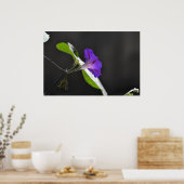 Paarse morning Glory Flower Poster (Keuken)