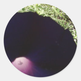 Paarse Morning Glory Flower Sticker