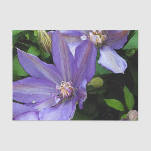 Paarse morning Glory Flower Tissuepapier (Voorkant)