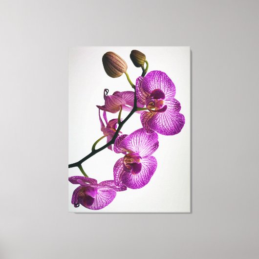 Paarse Moth Orchid Flower Canvas Afdruk (Voorkant)