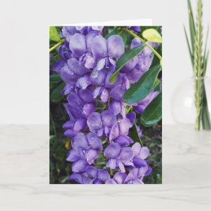 Paarse Mountain Laurel Kaart