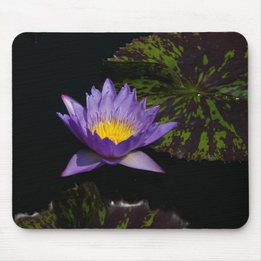 Paarse Muismat Lotus Waterlily (Voorkant)
