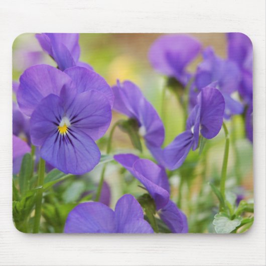 Paarse Muismat Pansy (Voorkant)