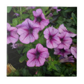 Paarse Mum Tile Tegeltje (Voorkant)