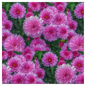 Paarse Mums Stof (Close Up)