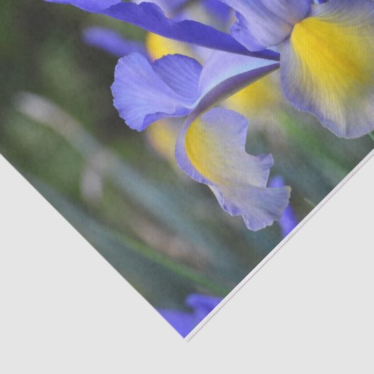 Paarse N gele Iris Tissuepapier (Detail)