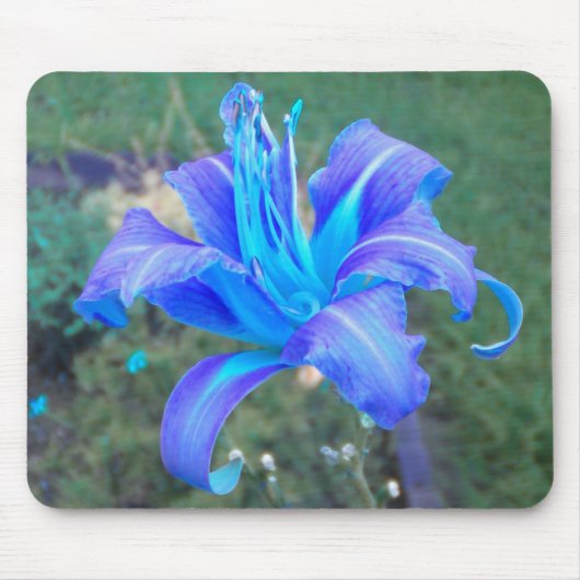 Paarse N Turquoise Daylily Mousepad Muismat (Voorkant)