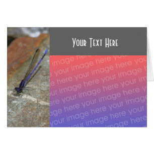 Paarse Natuur Damselfly-fotokaart