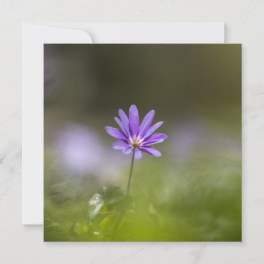 Paarse Natuur voorbloem Fotokaart (Voorkant)