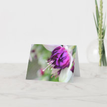 Paarse nauwelijks Fuchsia