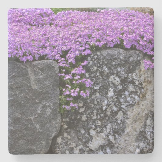 Paarse neerslag op raketten stenen onderzetter (Voorkant)