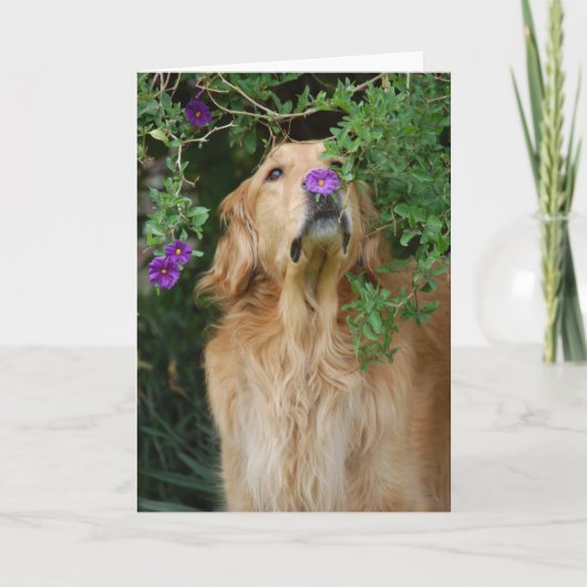 Paarse Neus Kaart (Voorkant)