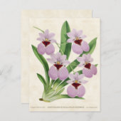 Paarse Odontoglossum Orchid  Botanisch Briefkaart (Voorkant / Achterkant)