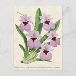 Paarse Odontoglossum Orchid  Botanisch Briefkaart