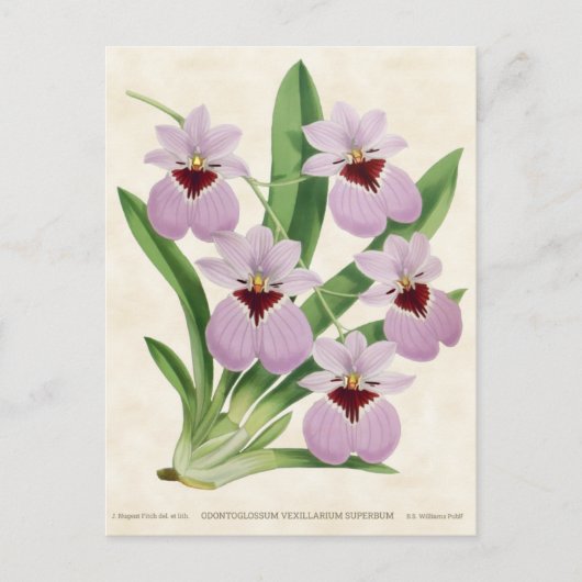 Paarse Odontoglossum Orchid  Botanisch Briefkaart (Voorkant)