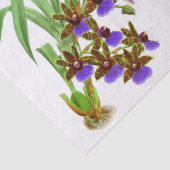  Paarse ontvlechting van de wolkenkrabber Tissuepapier (Detail)