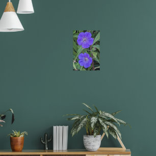 Paarse Ooievaarsbek Bloemen Bloemig Poster