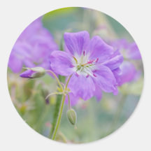 Paarse Ooievaarsbek Wilde Bloem Droomachtige Natuu