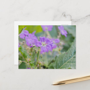 Paarse Ooievaarsbek Wilde Bloem Zomer Foto Briefkaart