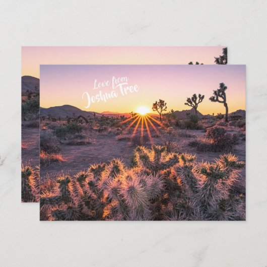 Paarse & Oranje Cholla Cactus Joshua Tree Sunset Briefkaart (Voorkant / Achterkant)